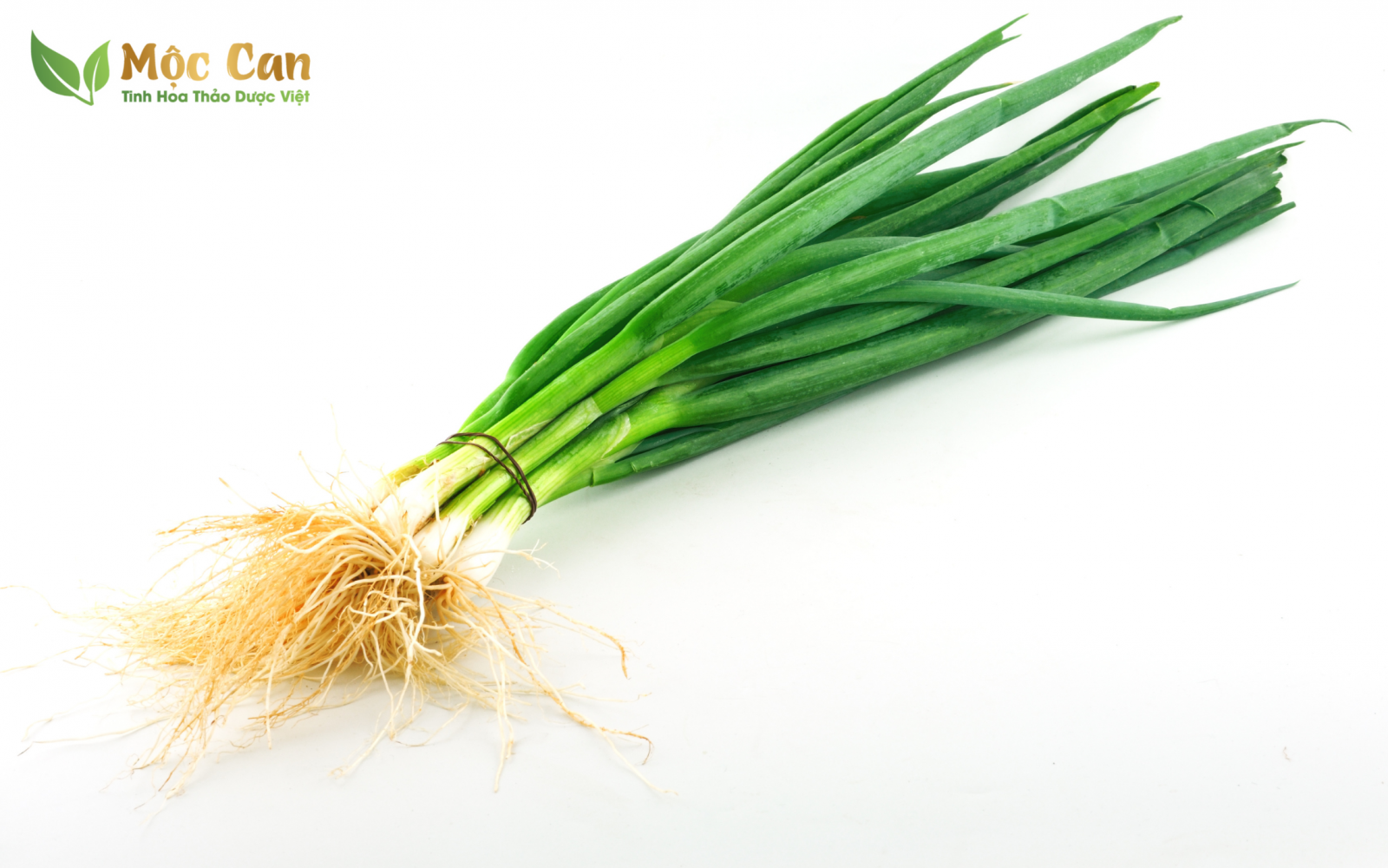 GIẢI CẢM, GIẢM HO, DỊU THẦN KINH VỚI HÀNH TÂY, HÀNH TA 1